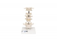 model kręgosłupa szyjnego z widocznymi mięśniami - 1019511 [w47853] 3b scientific modele anatomiczne 6